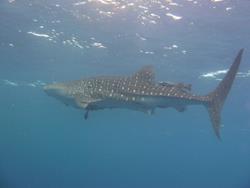 Cape Verdes Dive Centre - Sal Island. Whale shark.